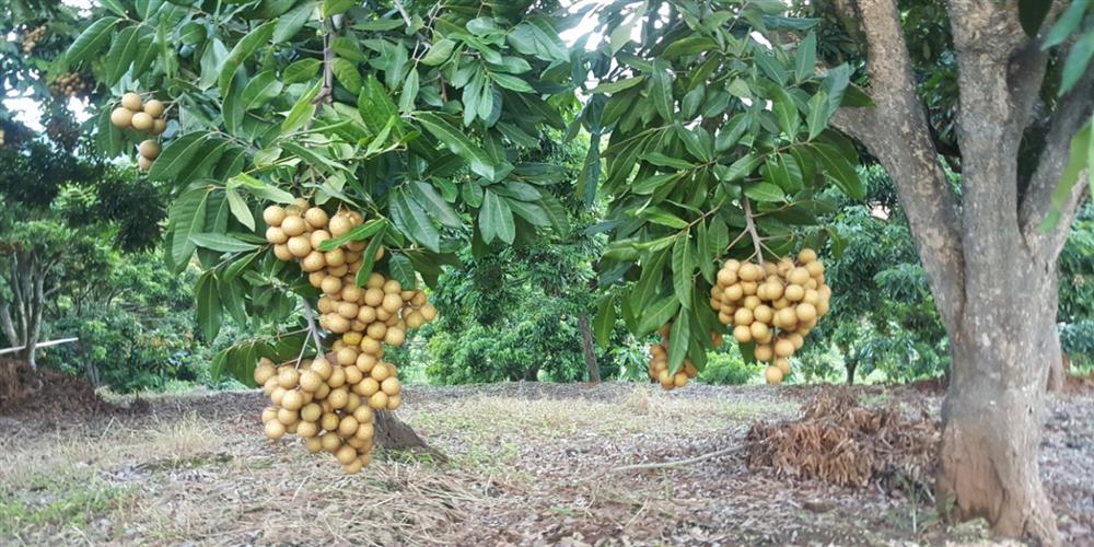 HTX Nhãn Phương Nam Sơn La – Xây dựng thành công thương hiệu nhãn xuất khẩu sang các thị trường khó tính.
